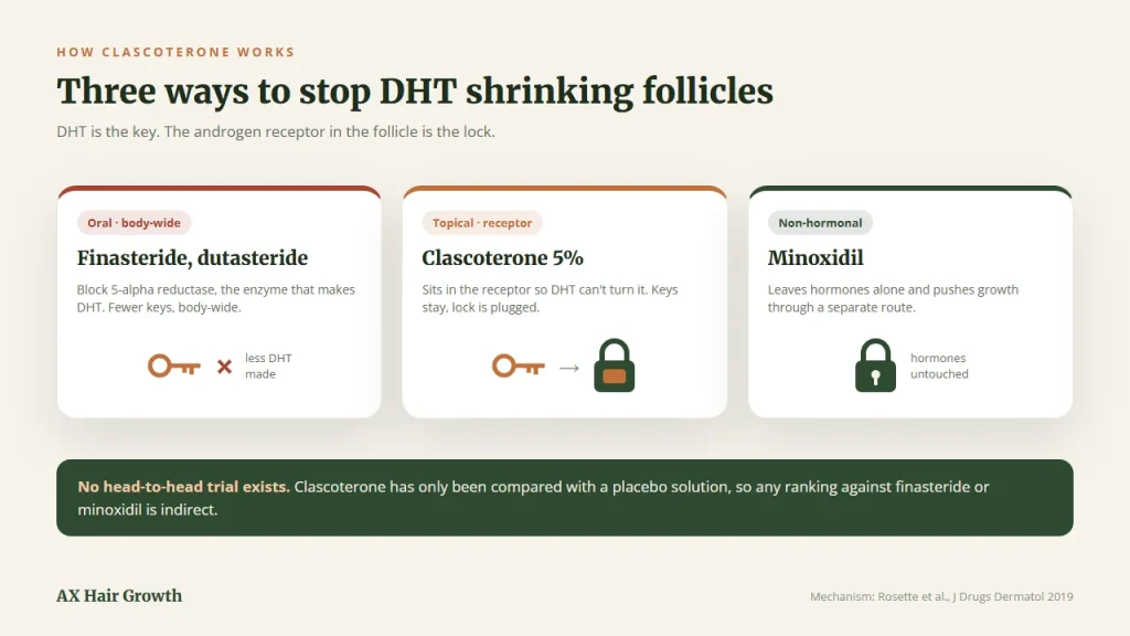 How clascoterone for hair loss blocks DHT at the follicle's androgen receptor